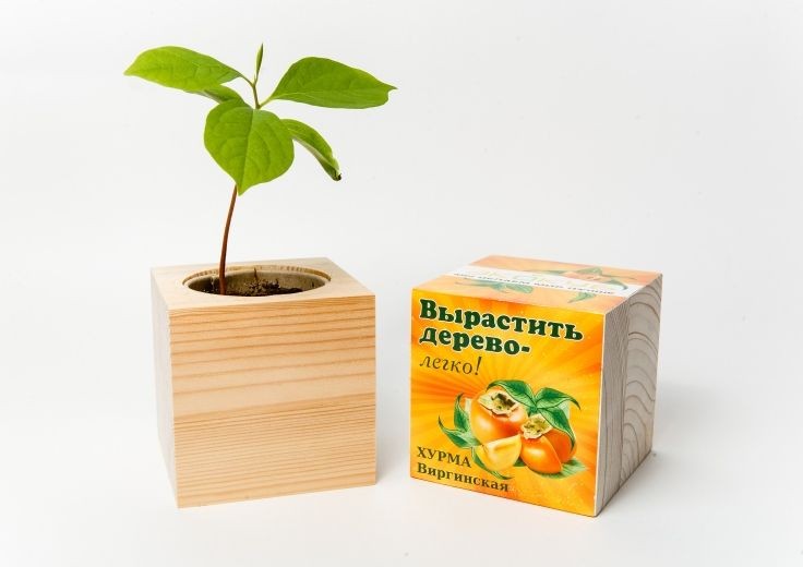 Набор для выращивания дерева