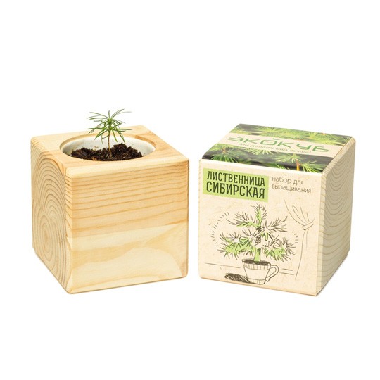 Набор для выращивания Ecocube Pine Лиственница