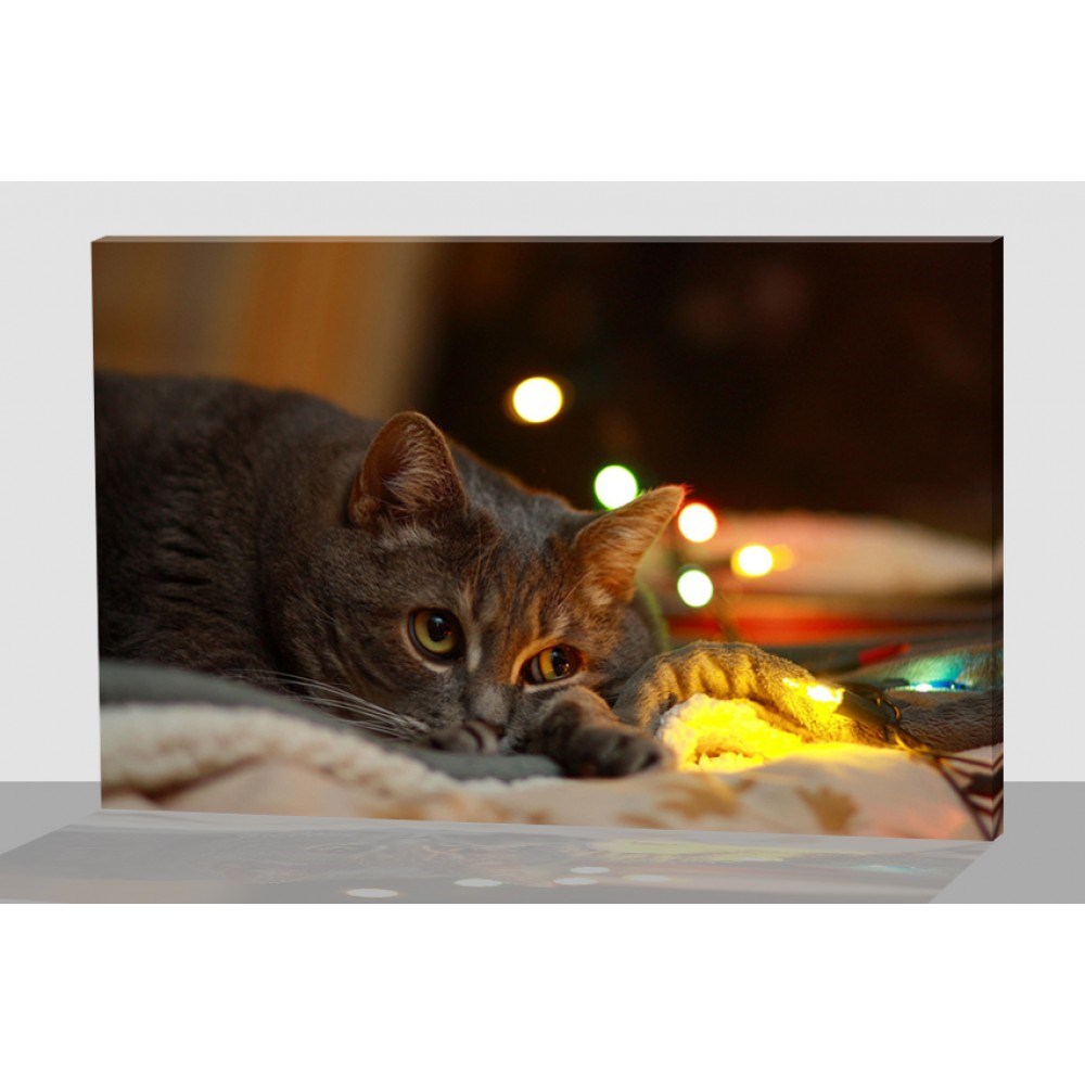 Картина с котом и LED подсветкой