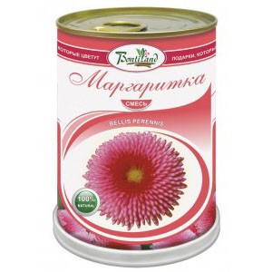 Цветок в банке «Маргаритка»