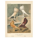 Гравюра «Голуби (виды): Pigmy Pouters, Isabels» 