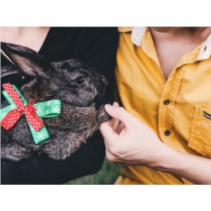 Сертификат на посещение антикафе с кроликами для троих