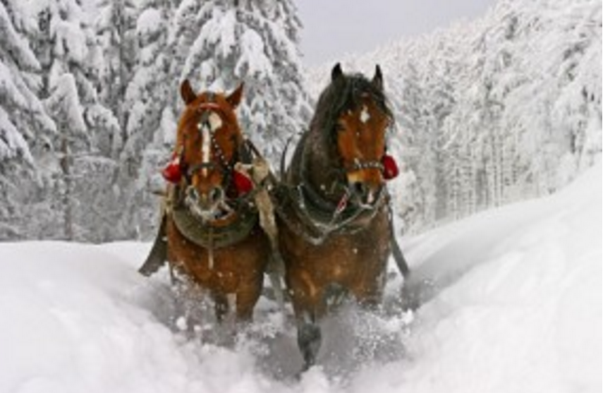 Подарочный сертификат Катание на санях