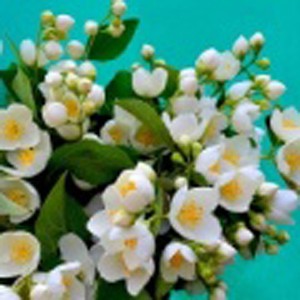 Сертификат на общий массаж «Королева жасмина»