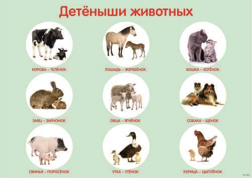 Плакат Детеныши животных