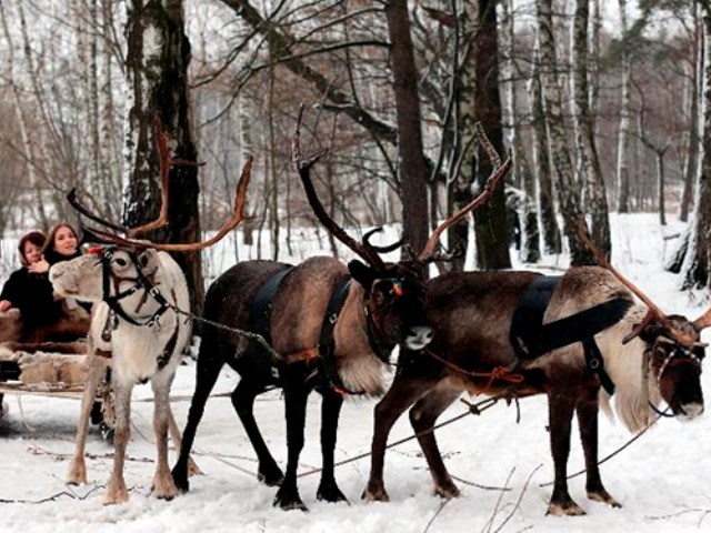 Романтический отдых для двоих с катанием на упряжках