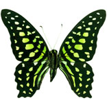 Graphium agamemnon