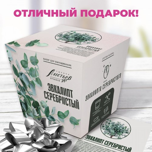 Набор для выращивания растений - Эвкалипт серебристый