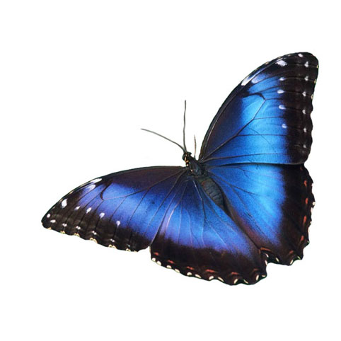 Morpho peleides