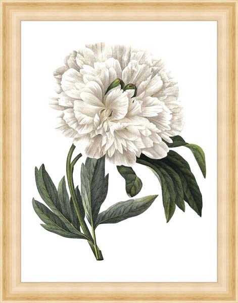 Картина в багете White peony