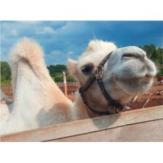 Подарочный сертификат Катание на верблюде