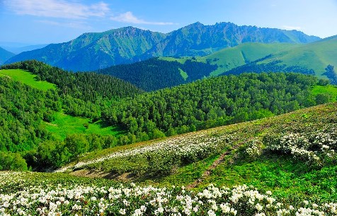 Фоны для Zoom Кавказский экорегион WWF