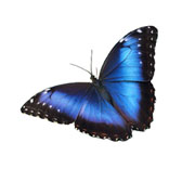 Morpho peleides