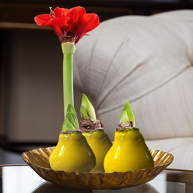 Желтая луковица Амариллиса Happy bulb