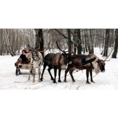 Романтический отдых для двоих с катанием на оленьих упряжках