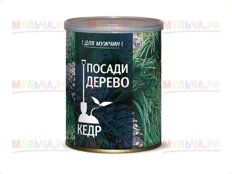 Набор для выращивания Посади дерево, кедр