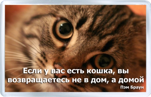 Магнитный подарок: Если у вас есть кошка