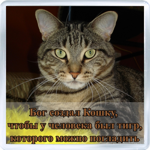 Магнитный подарок: Домашний тигр