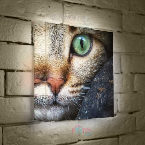 Лайтбокс Котик