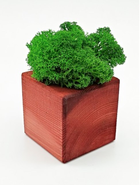 Композиция со мхом Бриовуд мох: Forest green