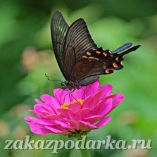 Подарочный сертификат Дом бабочек для двоих