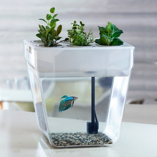 Домашняя акваферма для рыбок и растений Gold Fish «AquaFarm»
