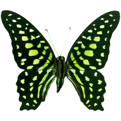 Graphium agamemnon