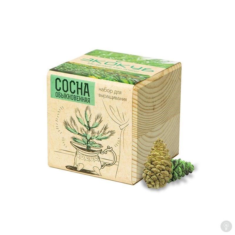 Эко куб Сосна