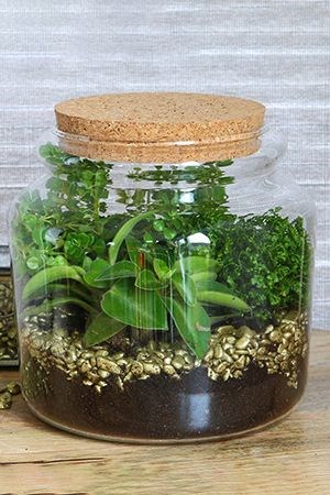 Декоративная банка под флорариум Cozy Home