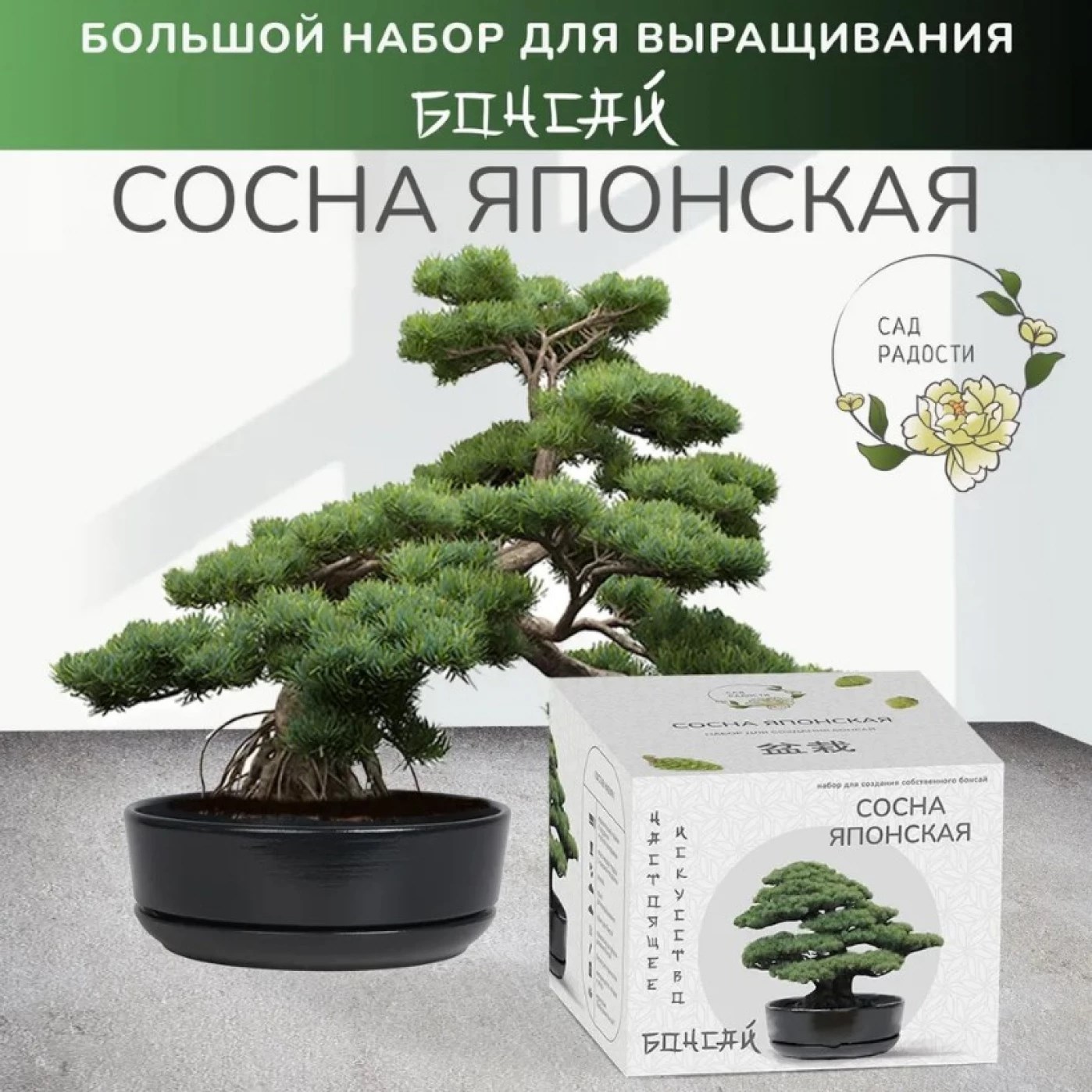 Большой набор для выращивания бонсай «Сосна японская»