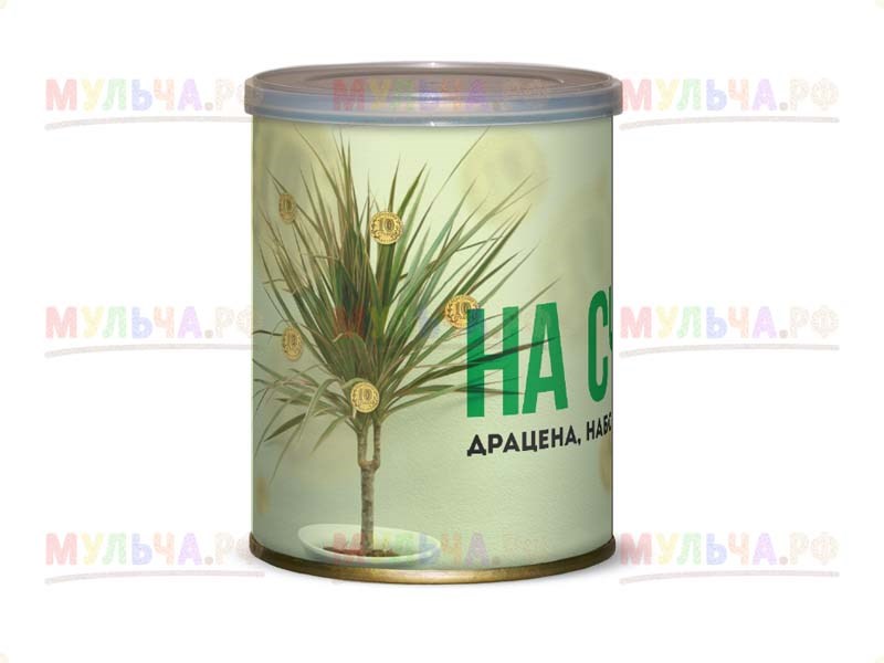 Подарочный набор для выращивания Драцена На счастье!