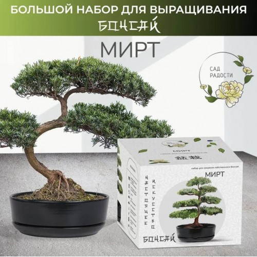 Большой набор для выращивания бонсай «Мирт»