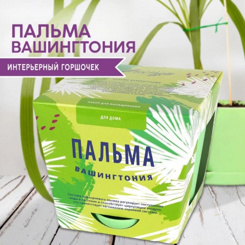 Набор для выращивания растений «Тысяча листьев Пальма Вашингтония»