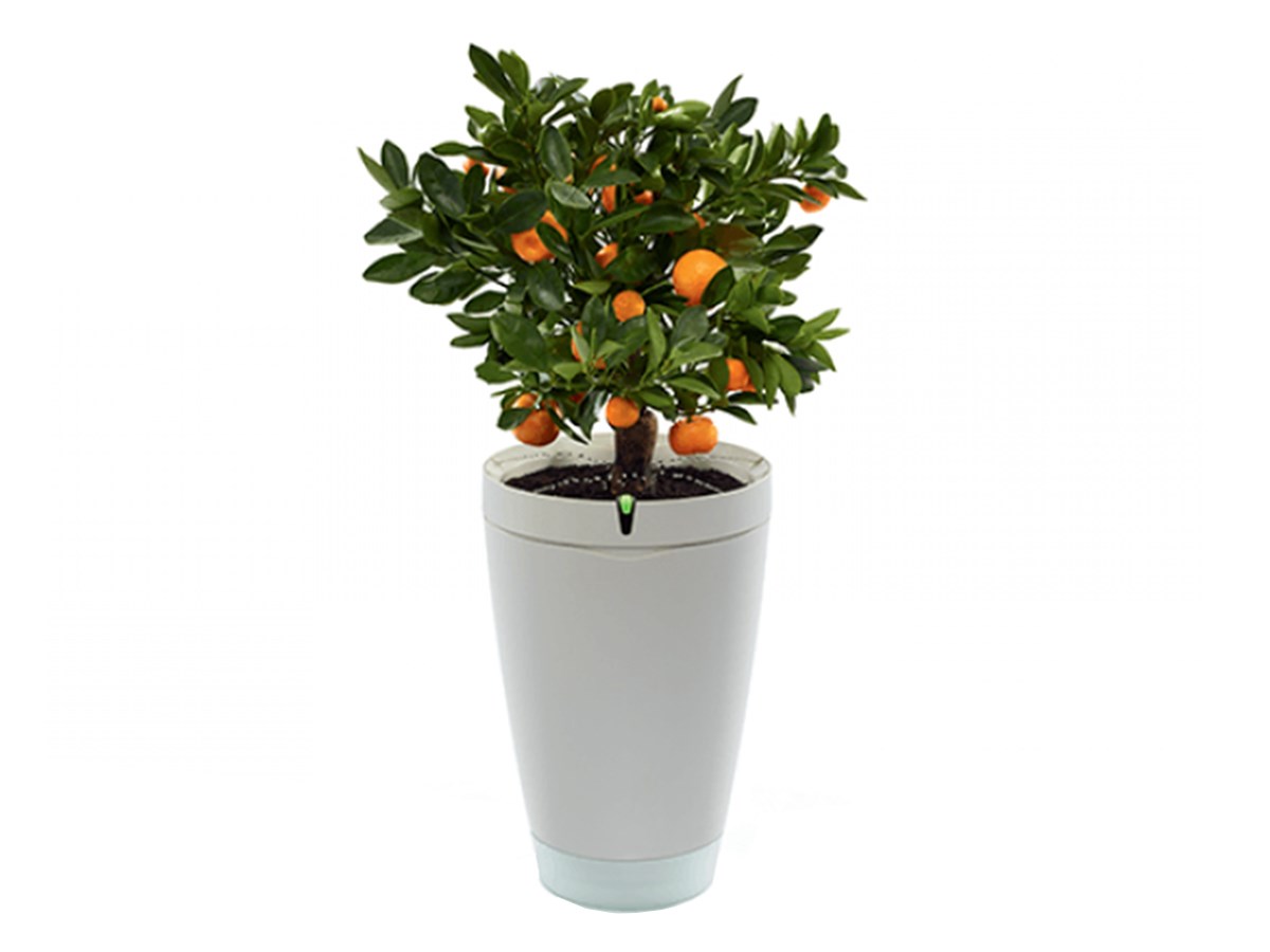 Умный горшок для выращивания растений Parrot Pot