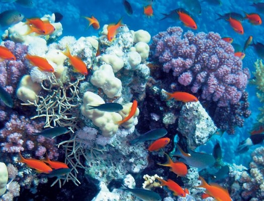 дельфинарий екатеринбург. приглашение в океанариум. океанариум екатеринбург лого. океанариум дельфин екатеринбург. океанариум подарочный сертификат.