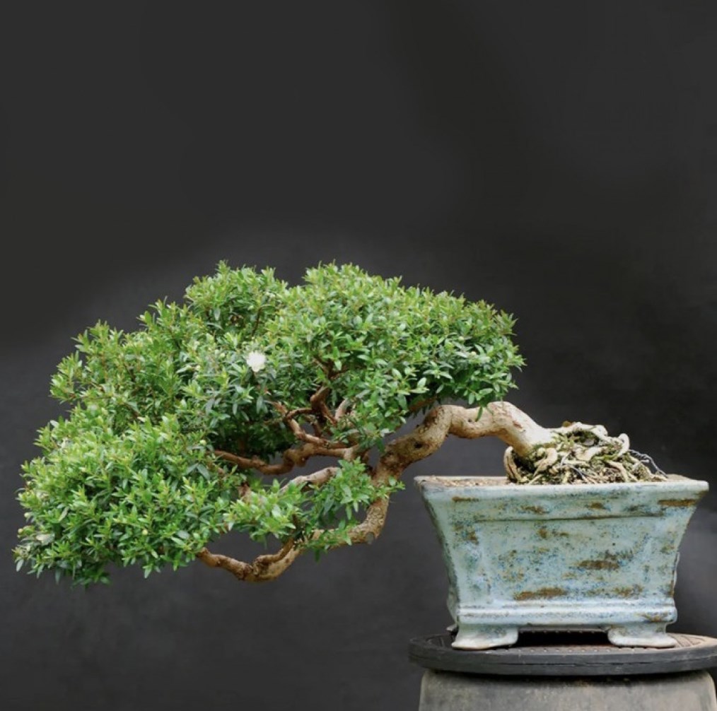 Большой набор для выращивания бонсай «Делоникс королевский»