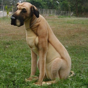 Датский дог