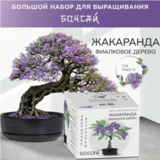 Большой набор для выращивания бонсай Жакаранда фиалковое дерево