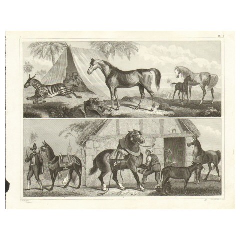 Гравюра «Арабский жеребец, зебра и мул»