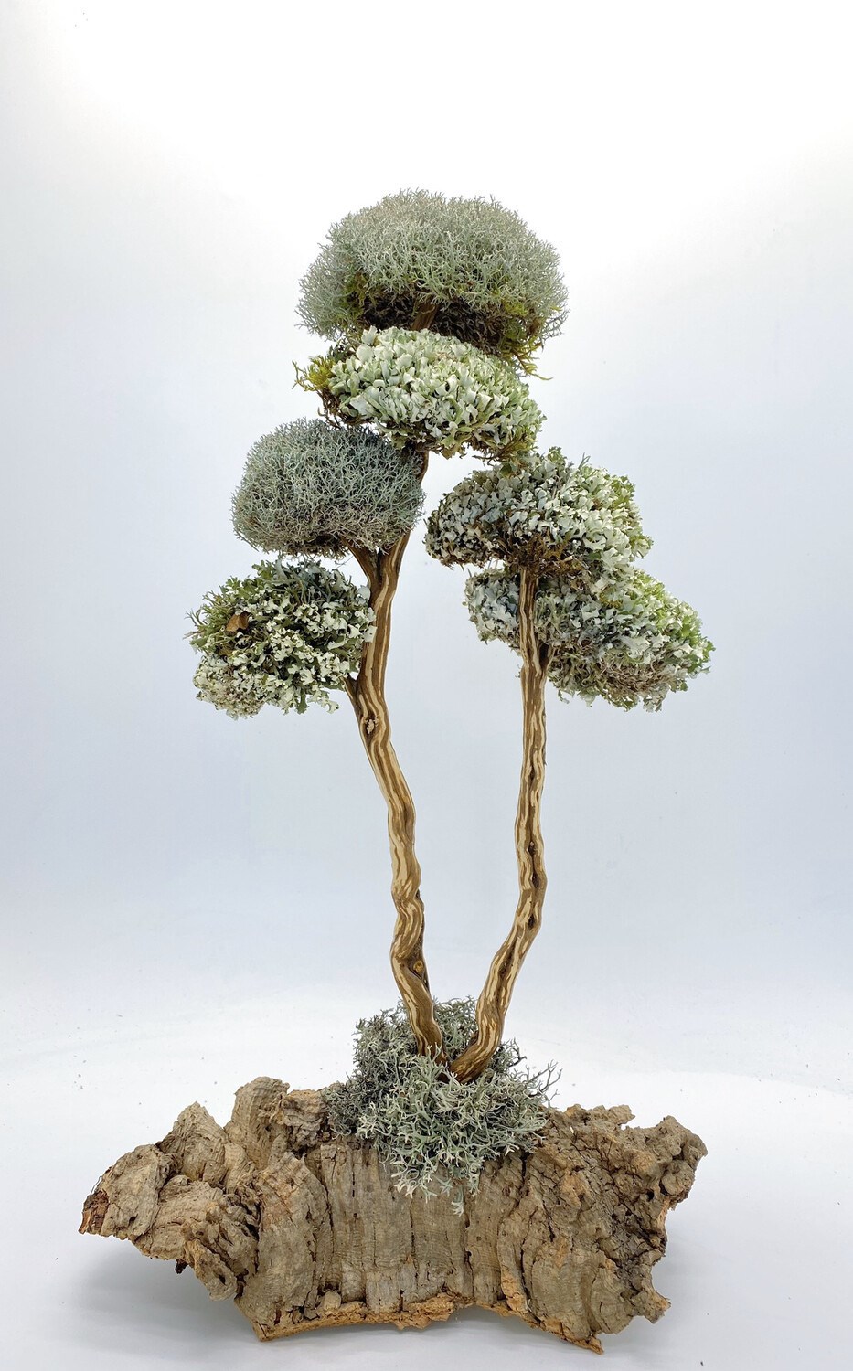 Дерево из цетрарии 52 см